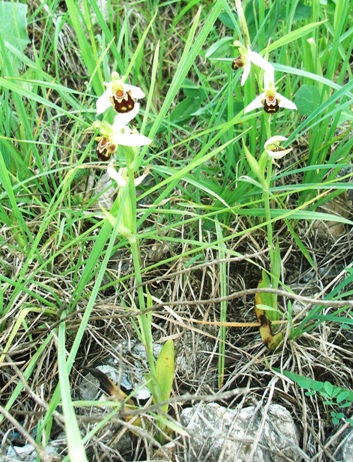 Ophrys apifera   ... in città!!